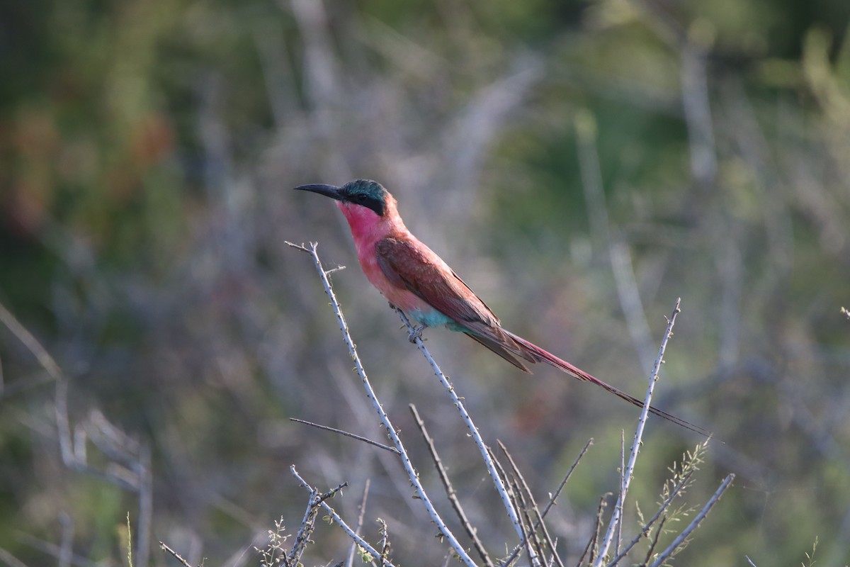 Southern Carmine Bee-eater - ML647817400