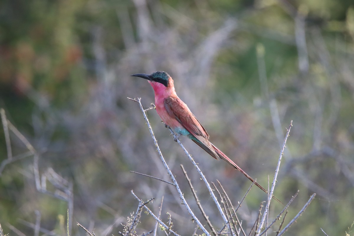 Southern Carmine Bee-eater - ML647817401