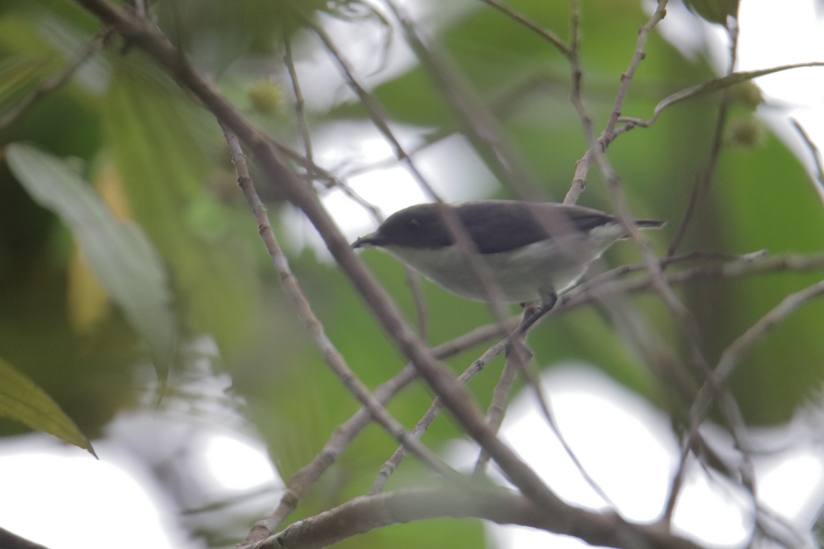 Bicolored Flowerpecker - ML647817409