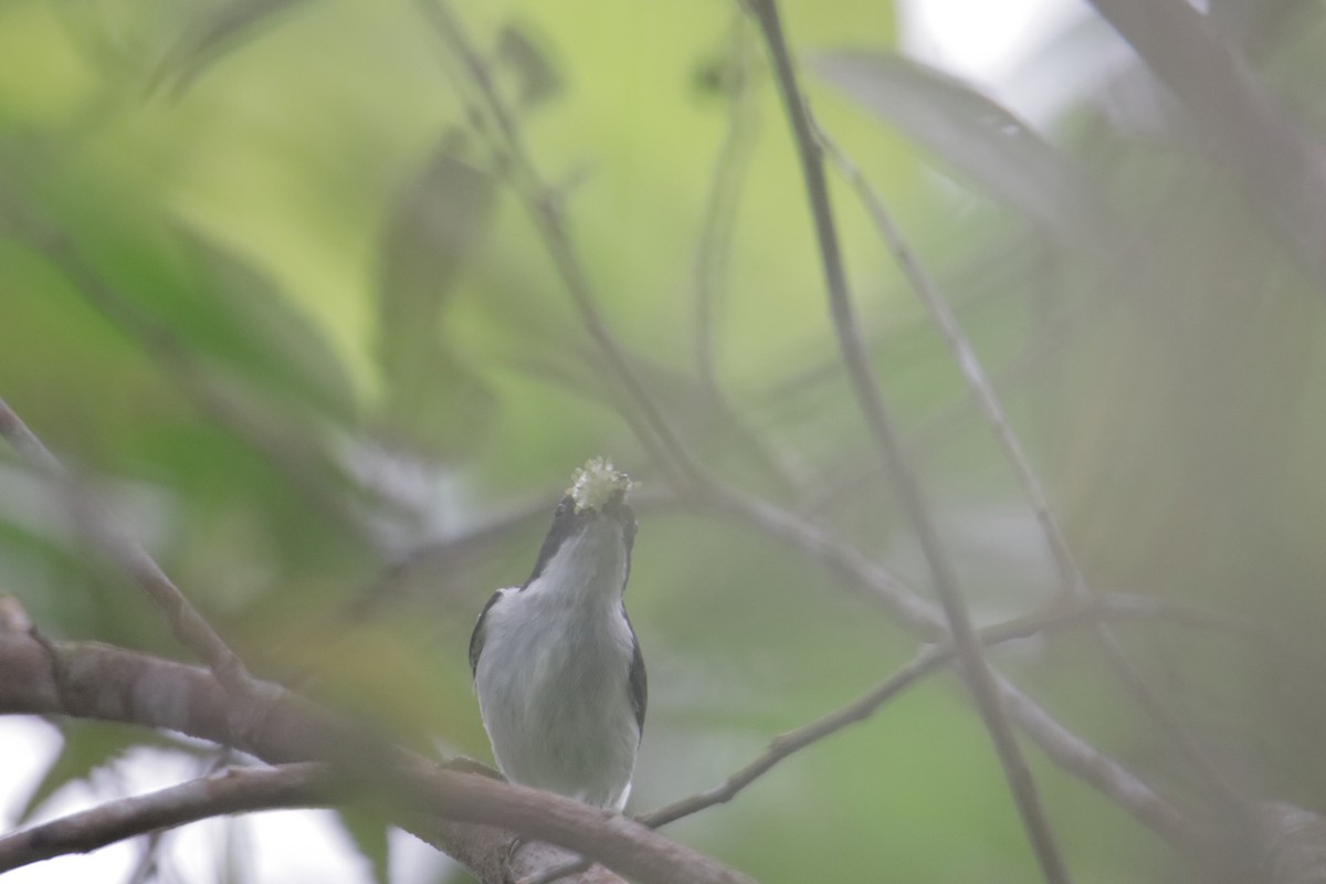 Bicolored Flowerpecker - ML647817410