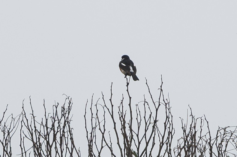 Tambourine Dove - ML647817413