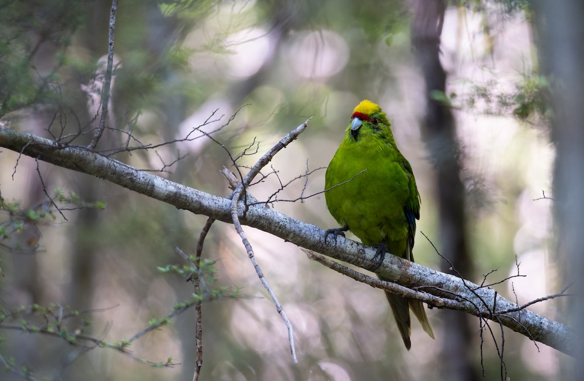 Yellow-crowned Parakeet - ML647817415