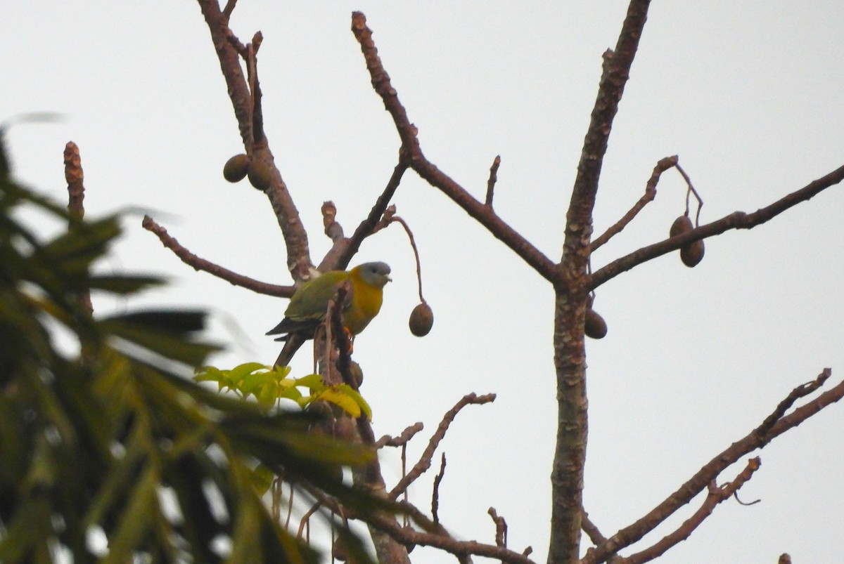 Yellow-footed Green-Pigeon - ML647817418
