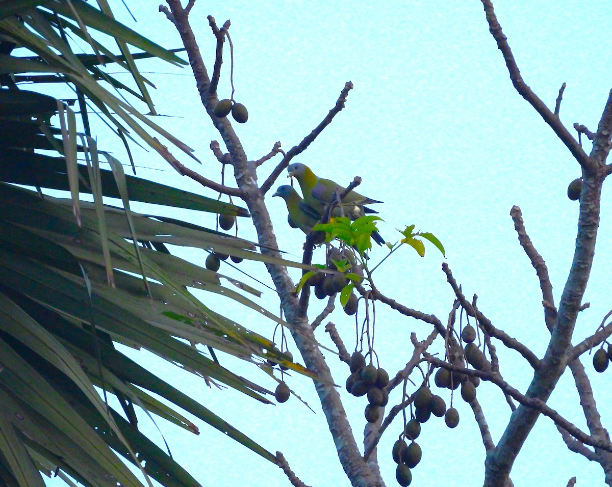 Yellow-footed Green-Pigeon - ML647817420