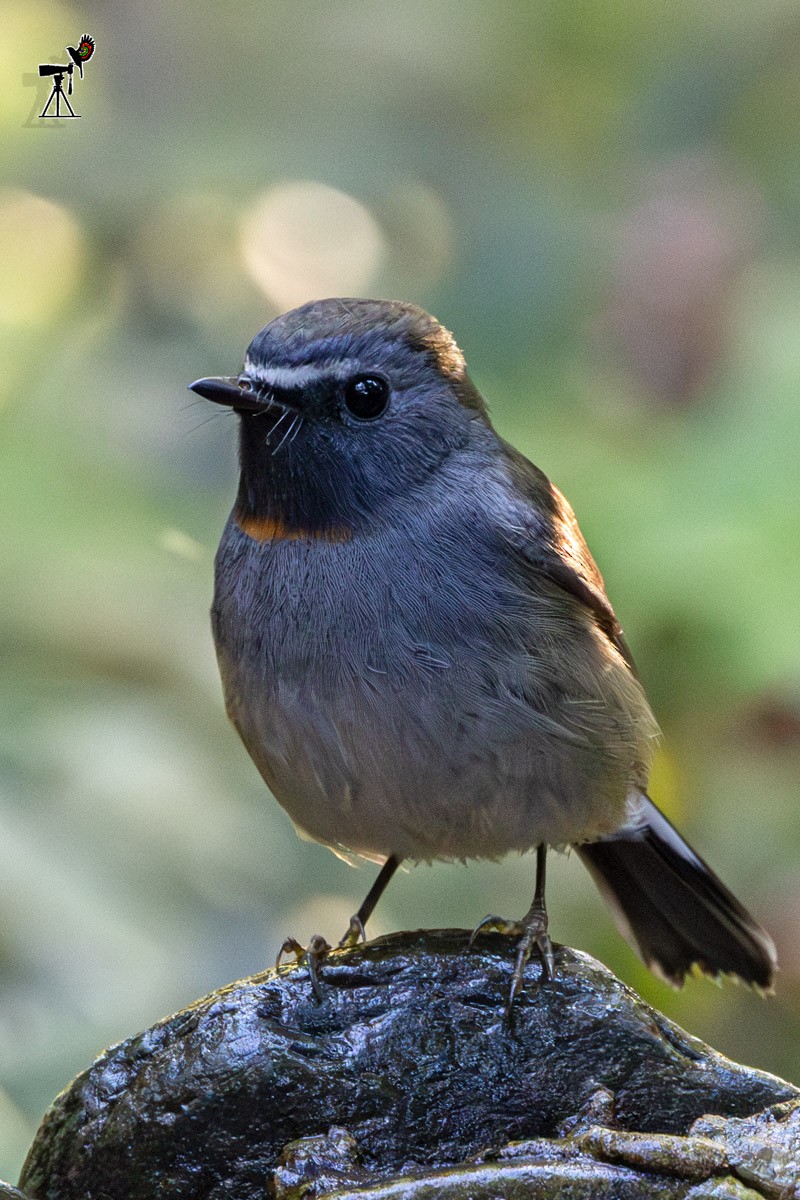 橙胸姬鶲 - ML647817421