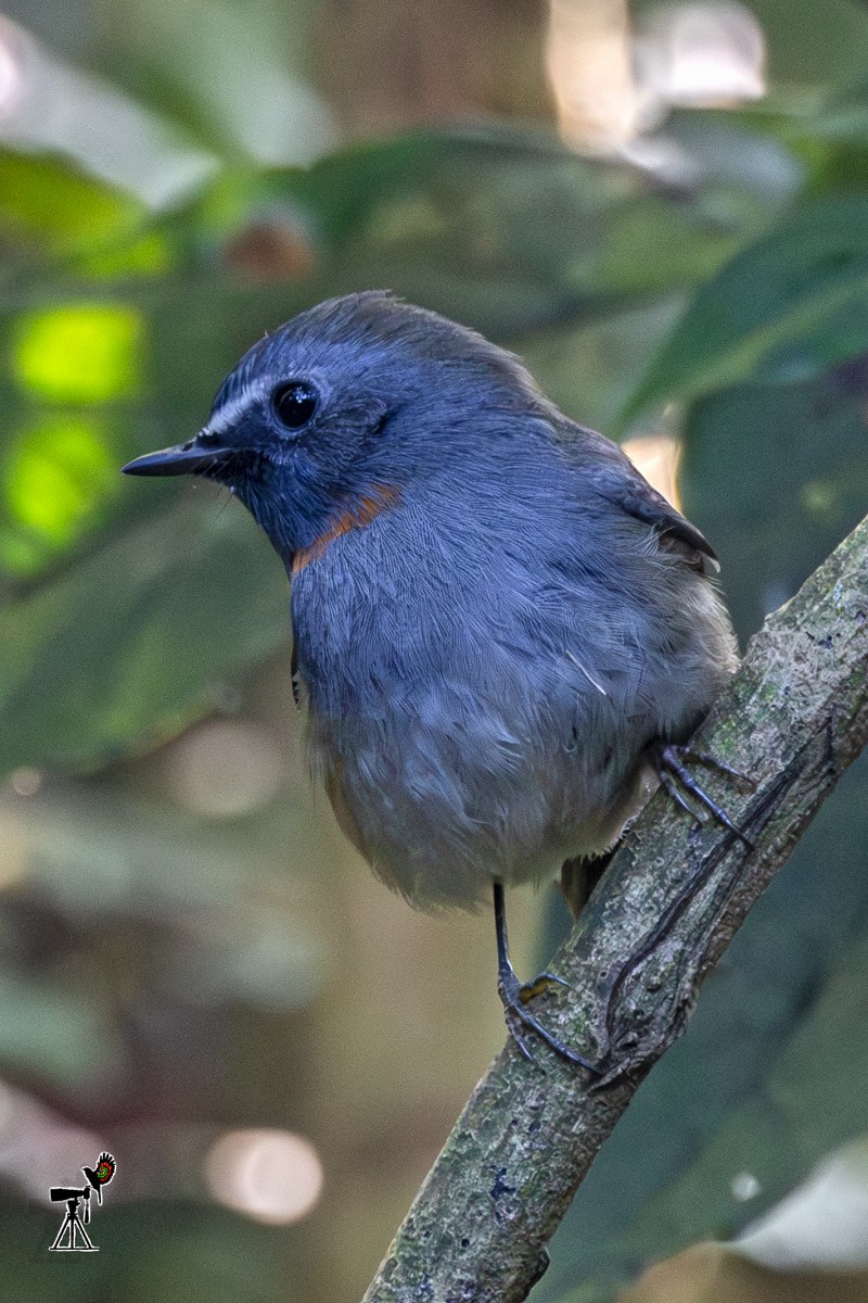 橙胸姬鶲 - ML647817422