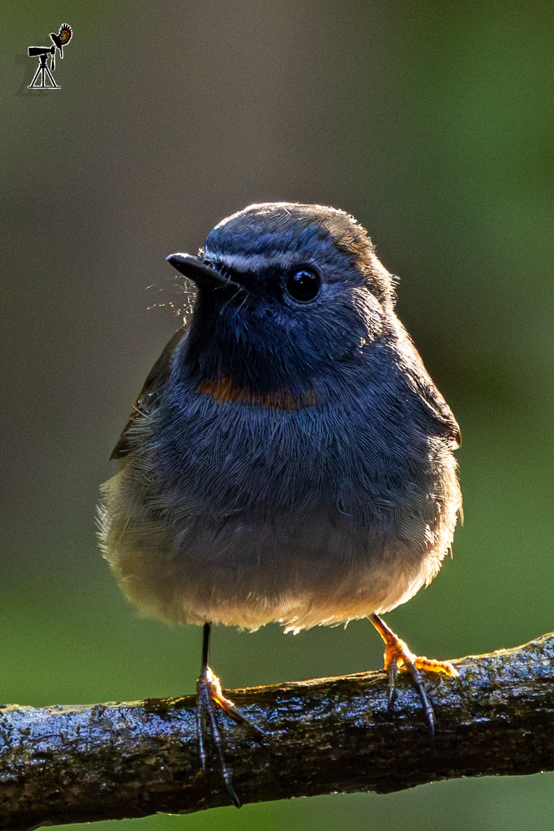 橙胸姬鶲 - ML647817423