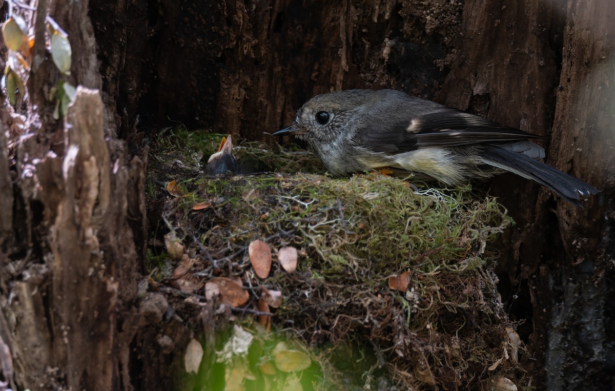 Tomtit (New Zealand) - ML647817424
