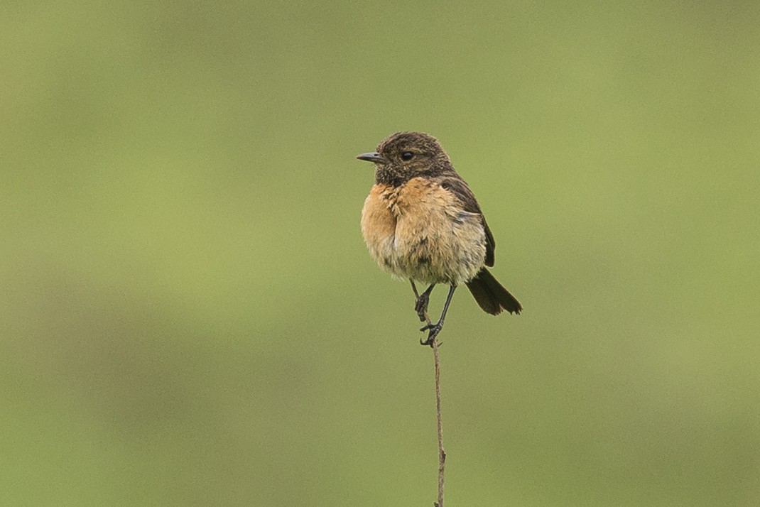 African Stonechat (African) - ML647817426