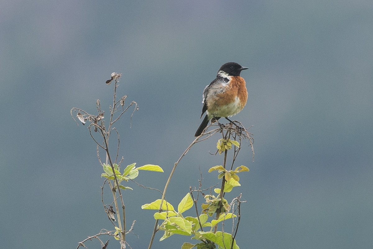 African Stonechat (African) - ML647817427