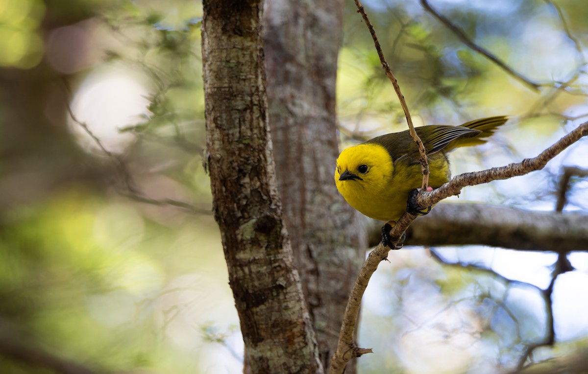 Yellowhead - ML647817429