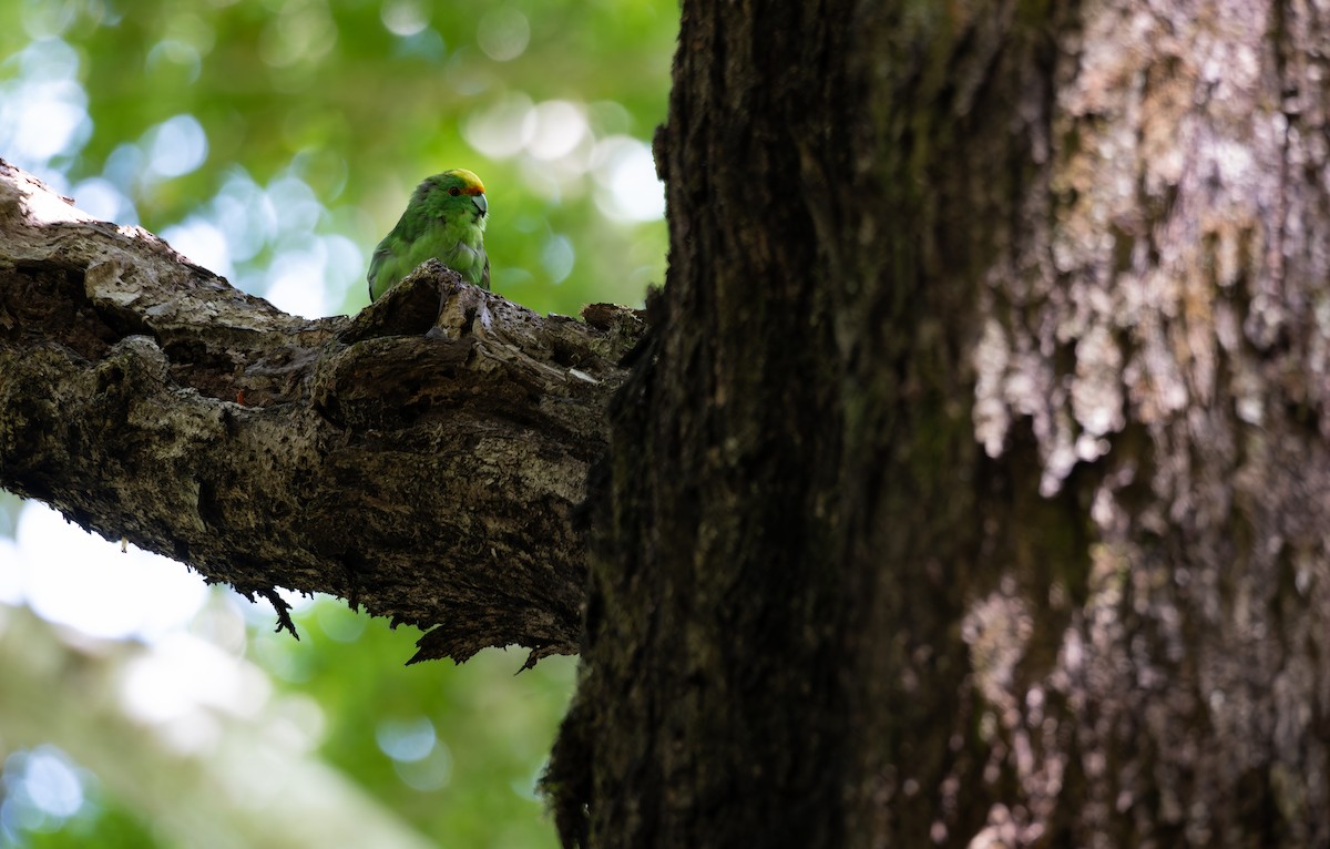 Malherbe's Parakeet - ML647817430