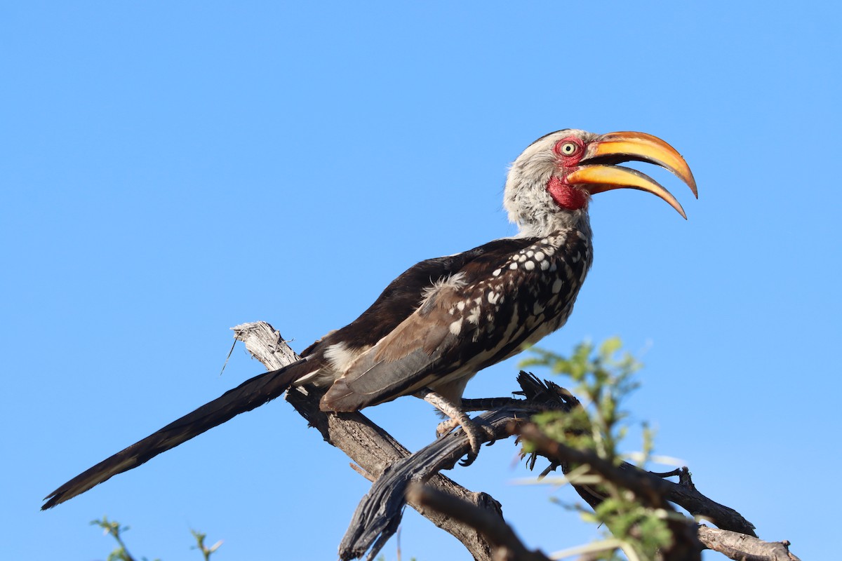 Токо намібійський - ML647817443