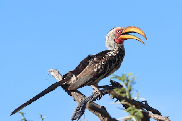 Hornbills, Barbets & Woodpeckers