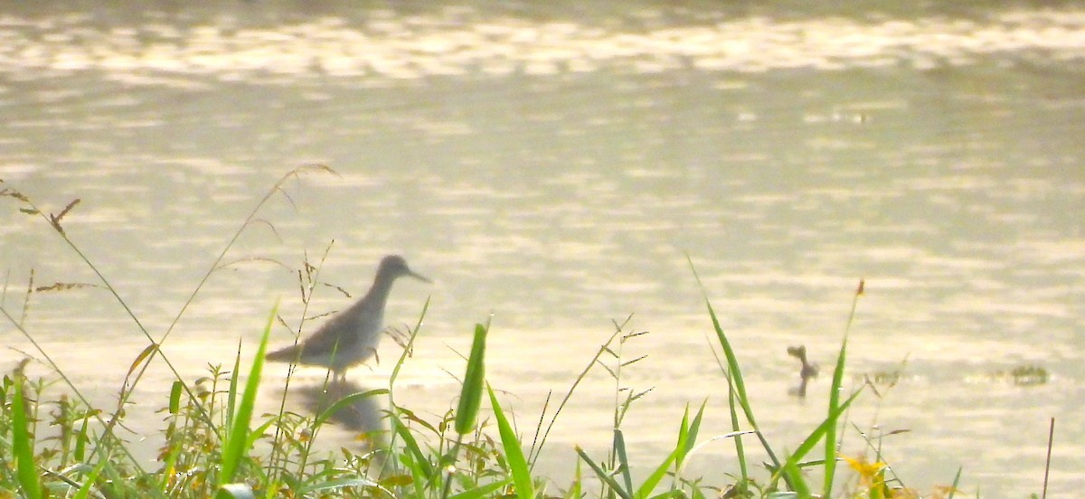 Набережник палеарктичний - ML647817449