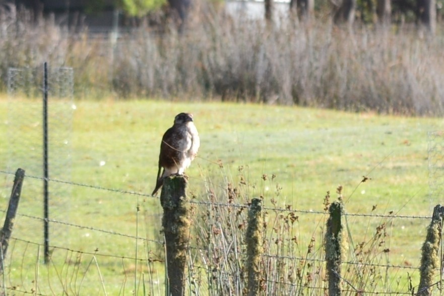 Сокіл бурий - ML647817451