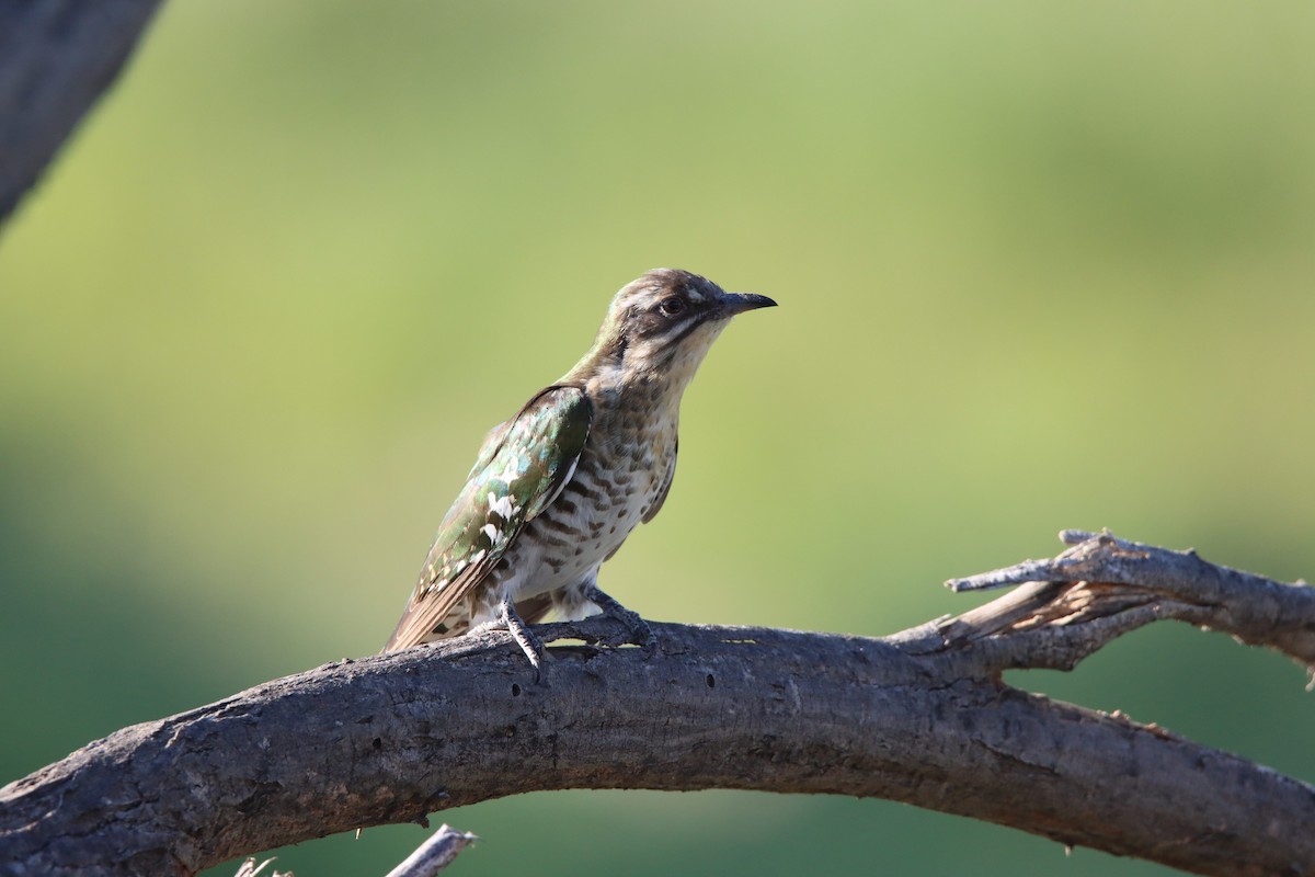 Дідрик білощокий - ML647817453