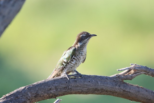 Cuckoos & Coucals