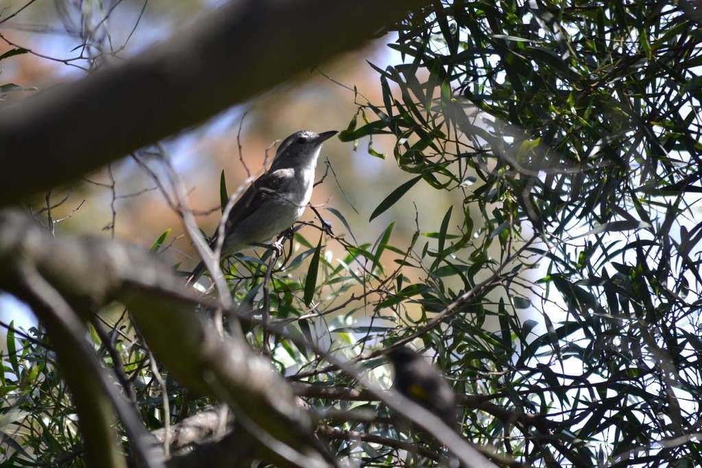 Ядлівчак сірий - ML647817456