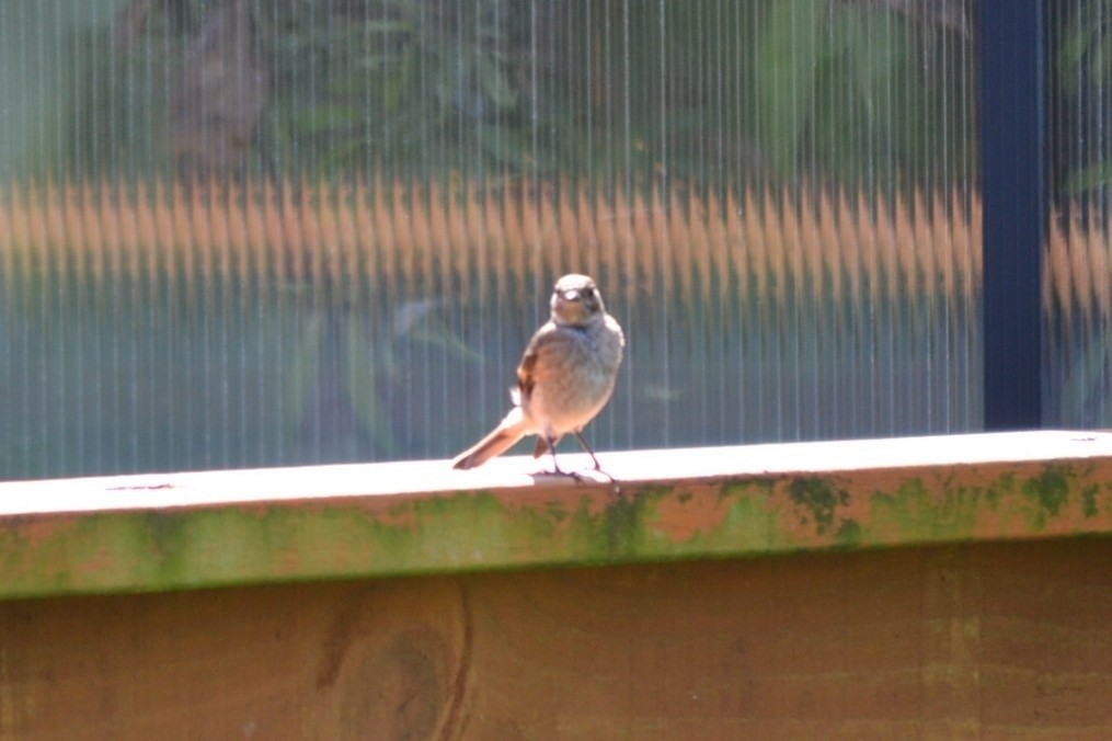 Тоутоваї вогнистий - ML647817458