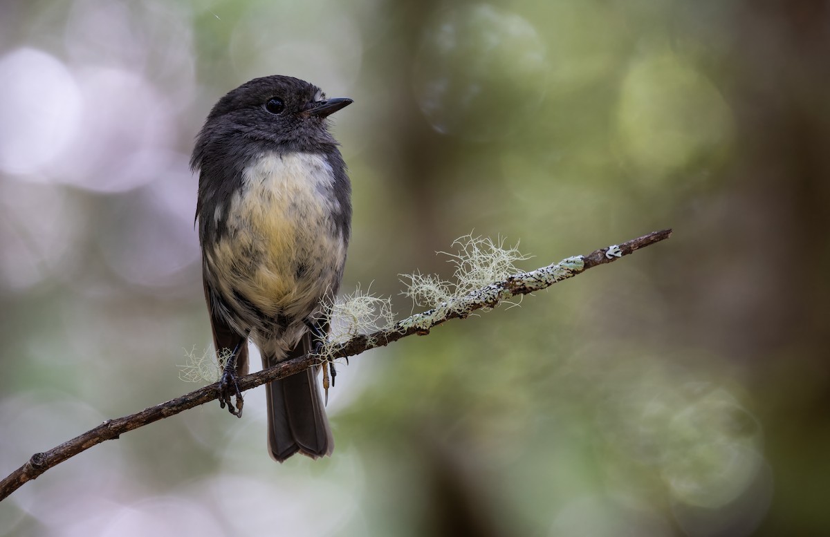 Тоутоваї білолобий - ML647817460