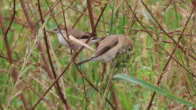 stříbrozobka indická - ML647817461