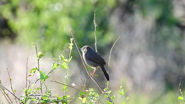 Gray Wren-Warbler - ML647817463