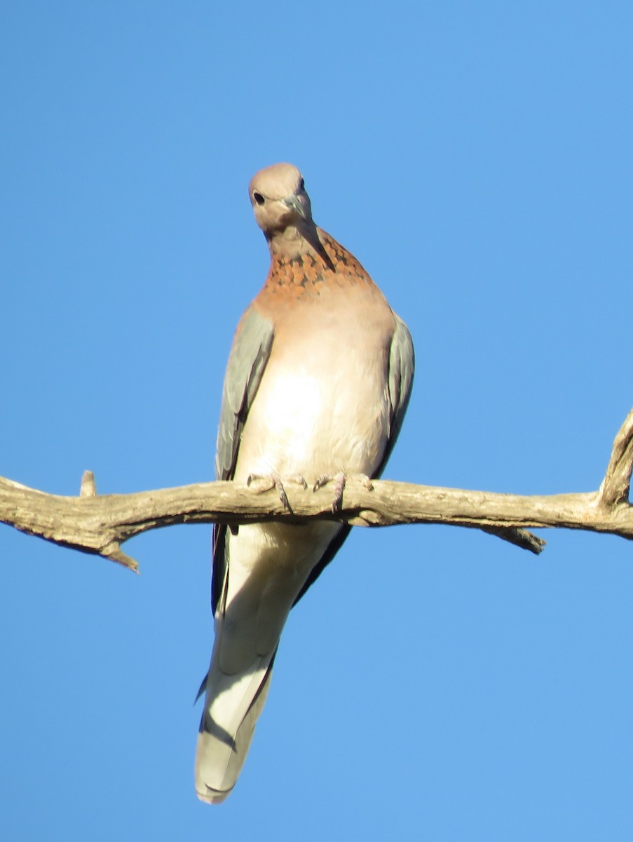 Горлиця мала - ML647817464