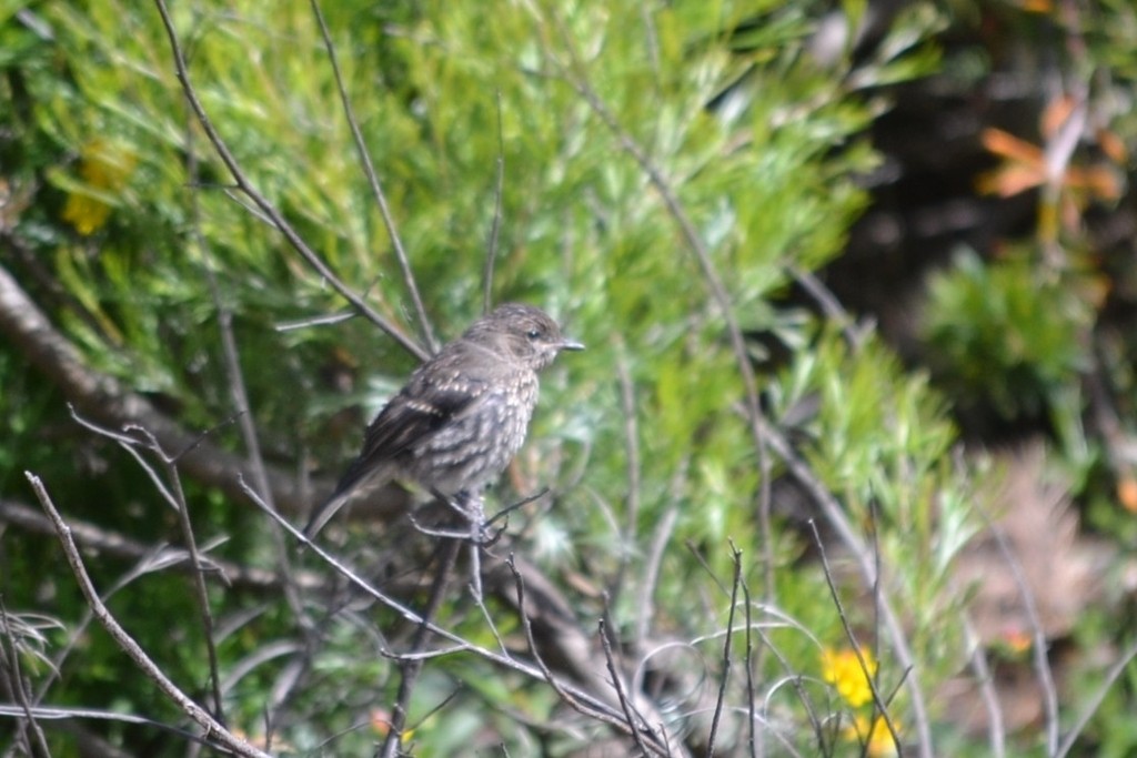 Королець брунатний - ML647817466