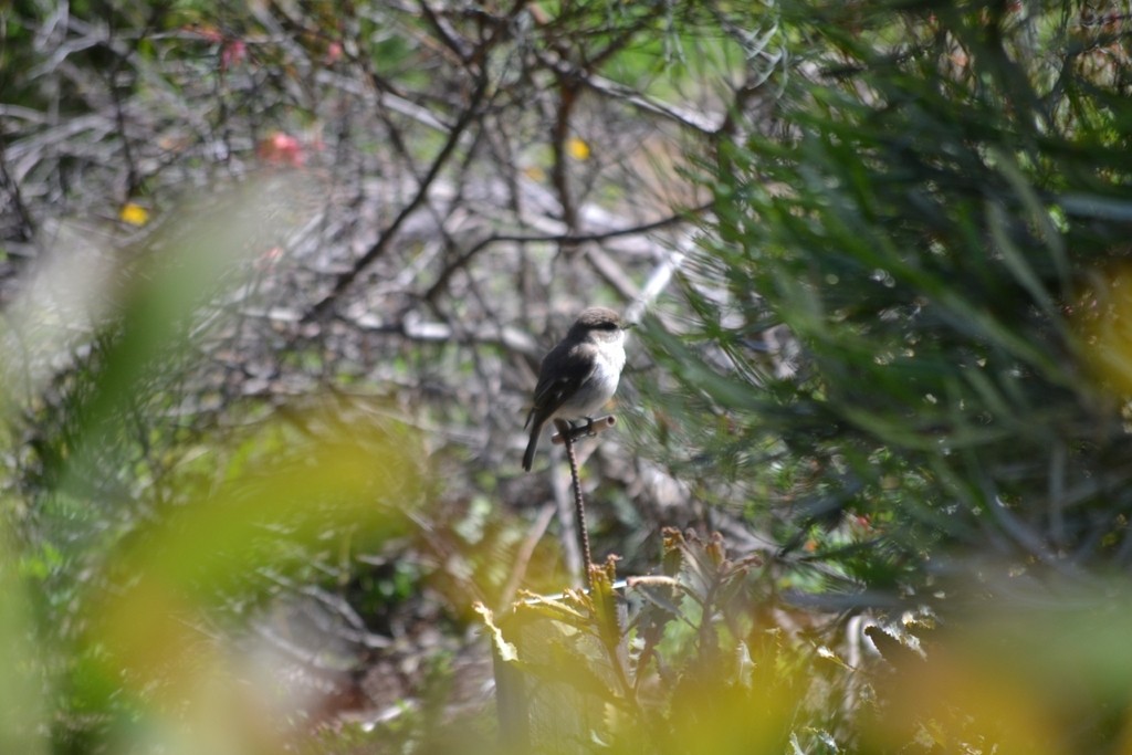 Королець брунатний - ML647817467