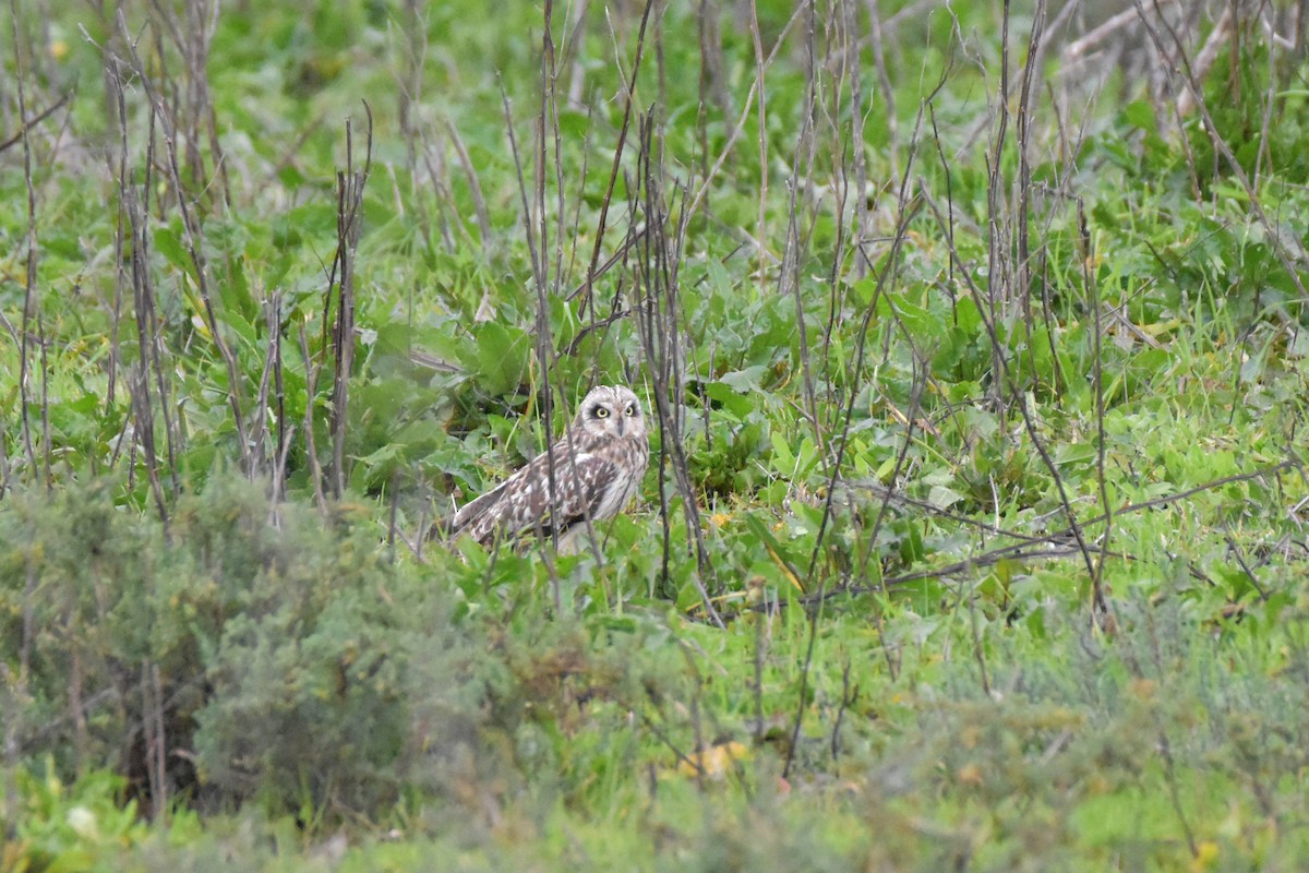 Сова болотяна - ML647817468