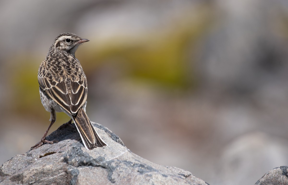 Щеврик новозеландський - ML647817469