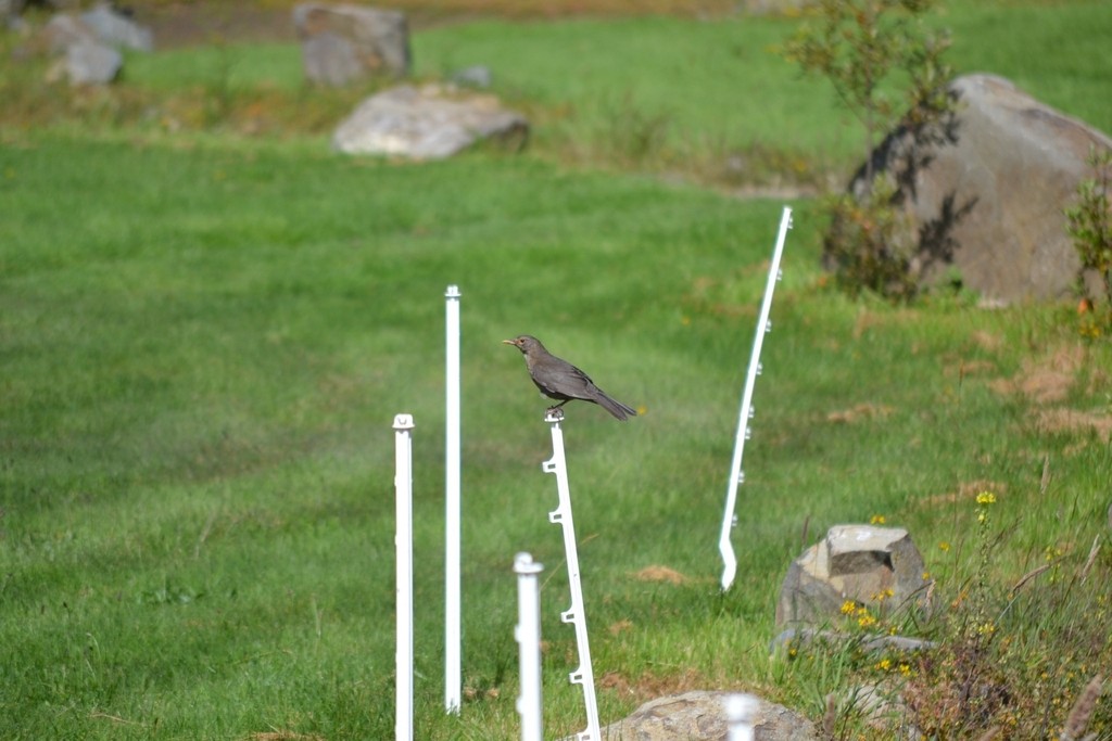 Дрізд чорний - ML647817471