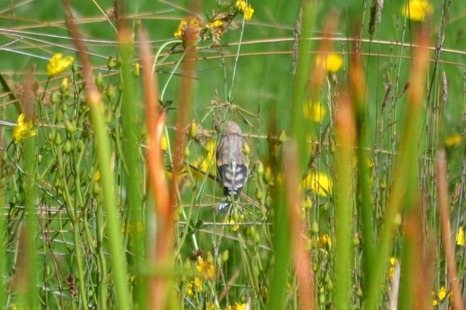 Щиглик звичайний - ML647817473