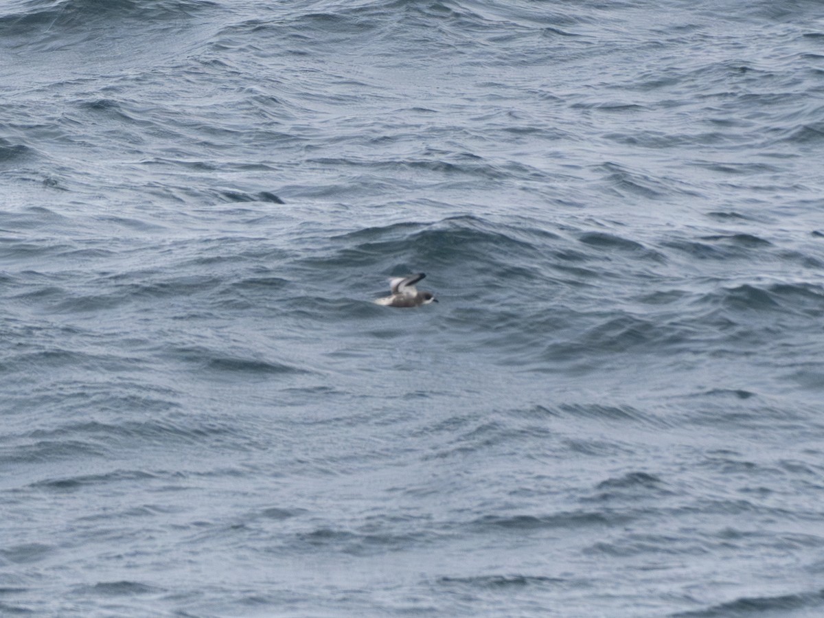 Тайфунник Піла - ML647817476