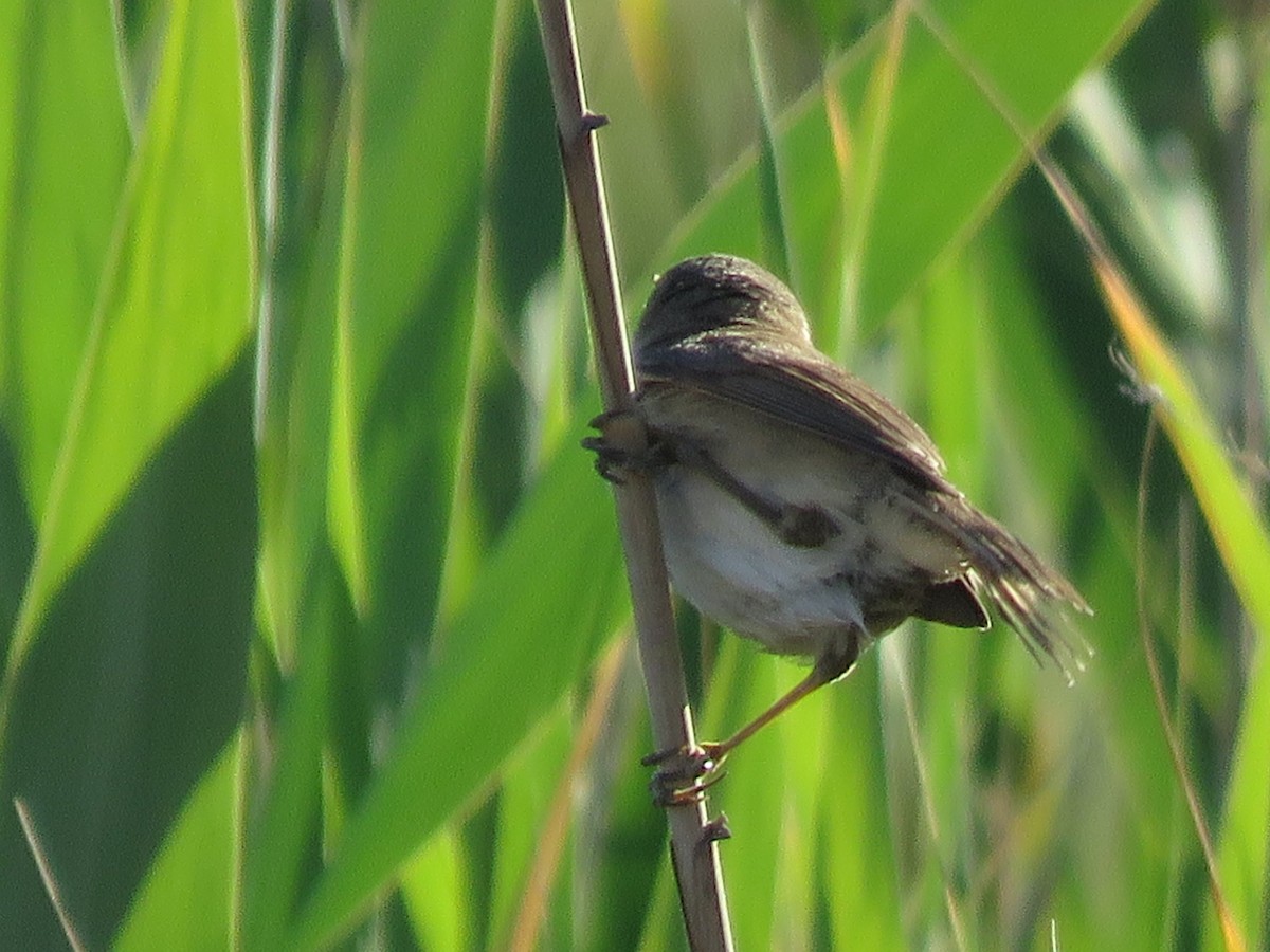 Очеретянка ставкова - ML647817477