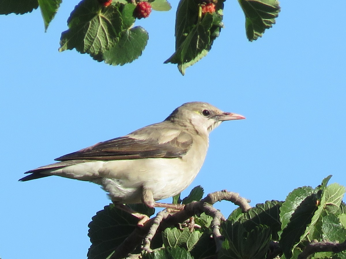 Шпак жовтоголовий - ML647817478
