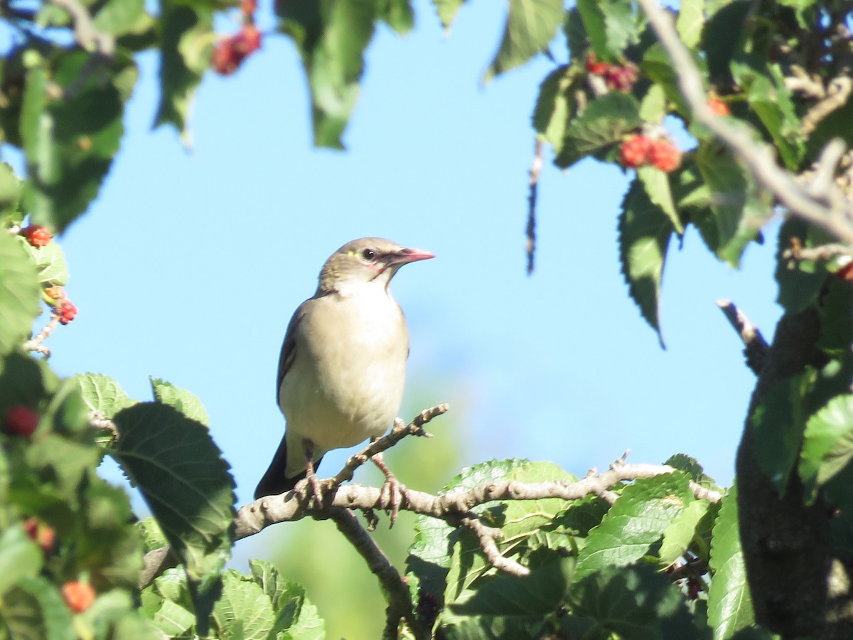 Шпак жовтоголовий - ML647817480