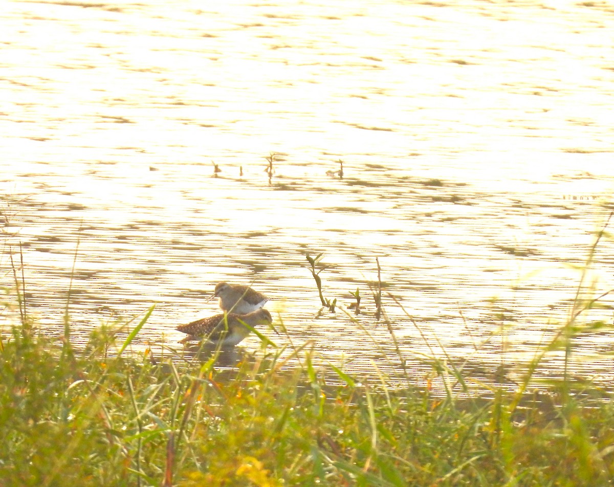 Коловодник болотяний - ML647817483