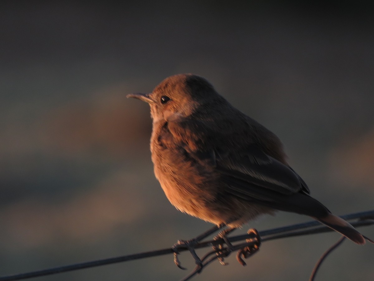 Кам'янка рудохвоста - ML647817484