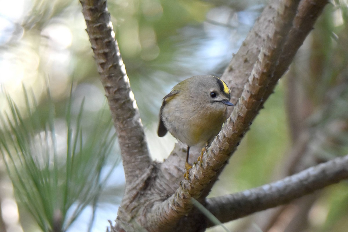 Золотомушка жовточуба - ML647817486