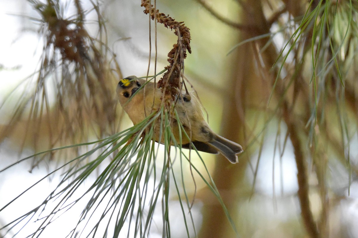 Золотомушка жовточуба - ML647817487