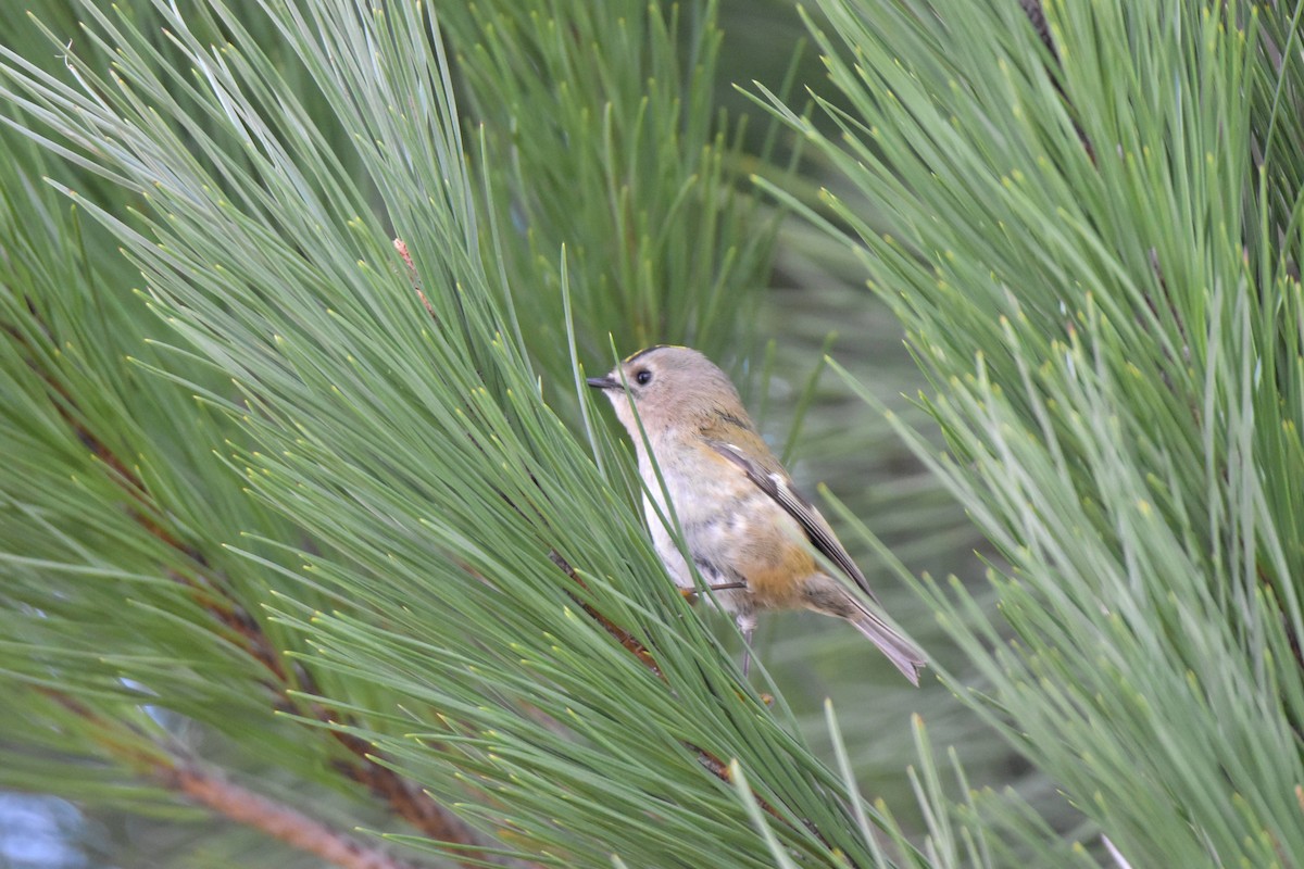 Золотомушка жовточуба - ML647817488