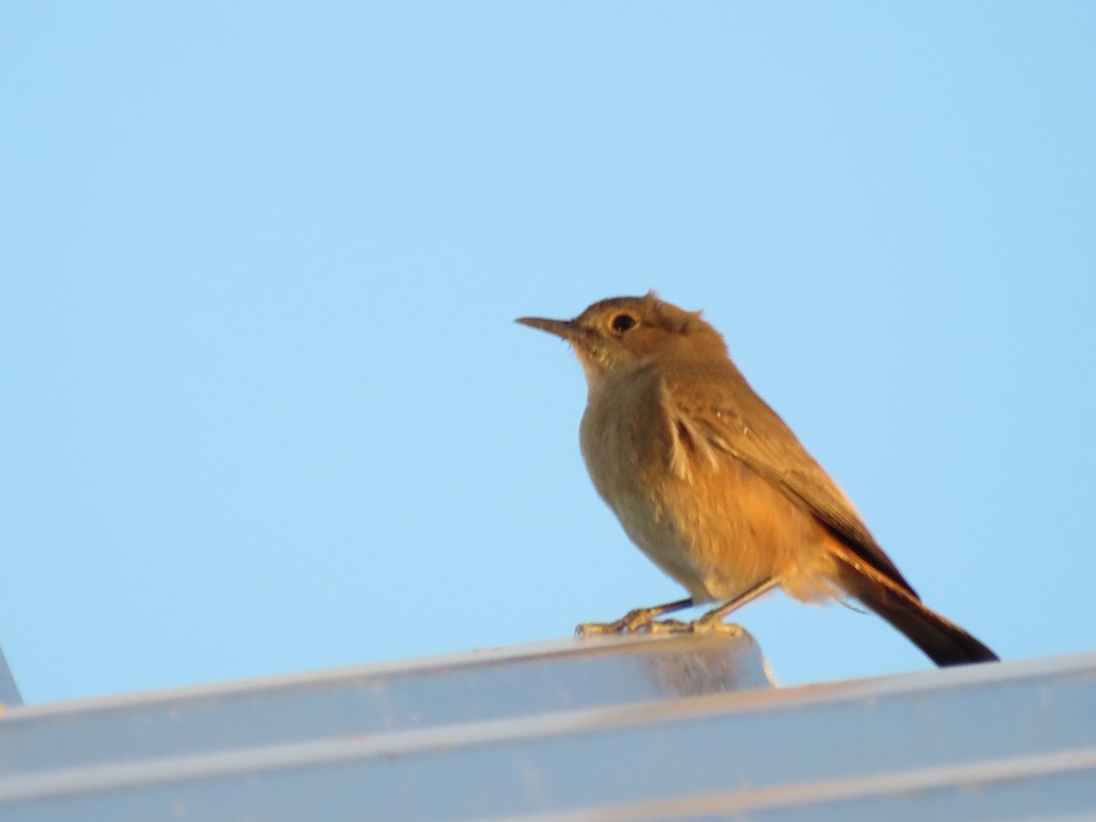 Кам'янка рудохвоста - ML647817489