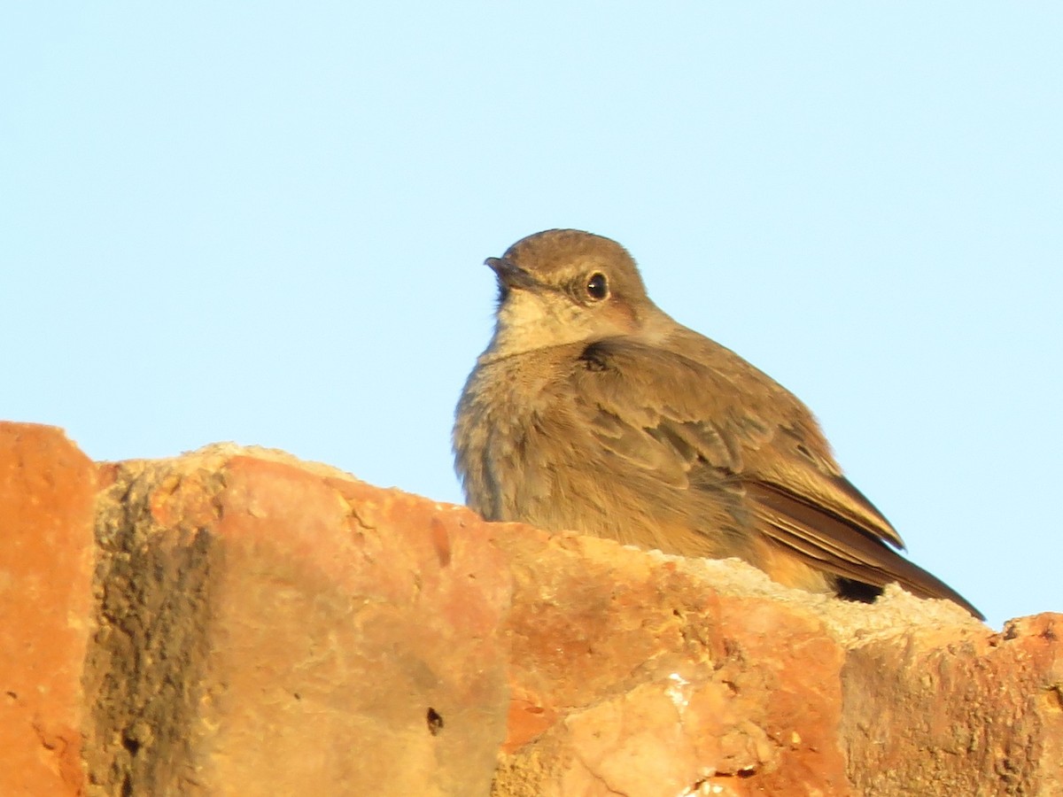 Кам'янка рудохвоста - ML647817490