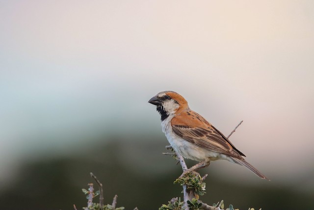 Weavers, Sparrows & Widowbirds