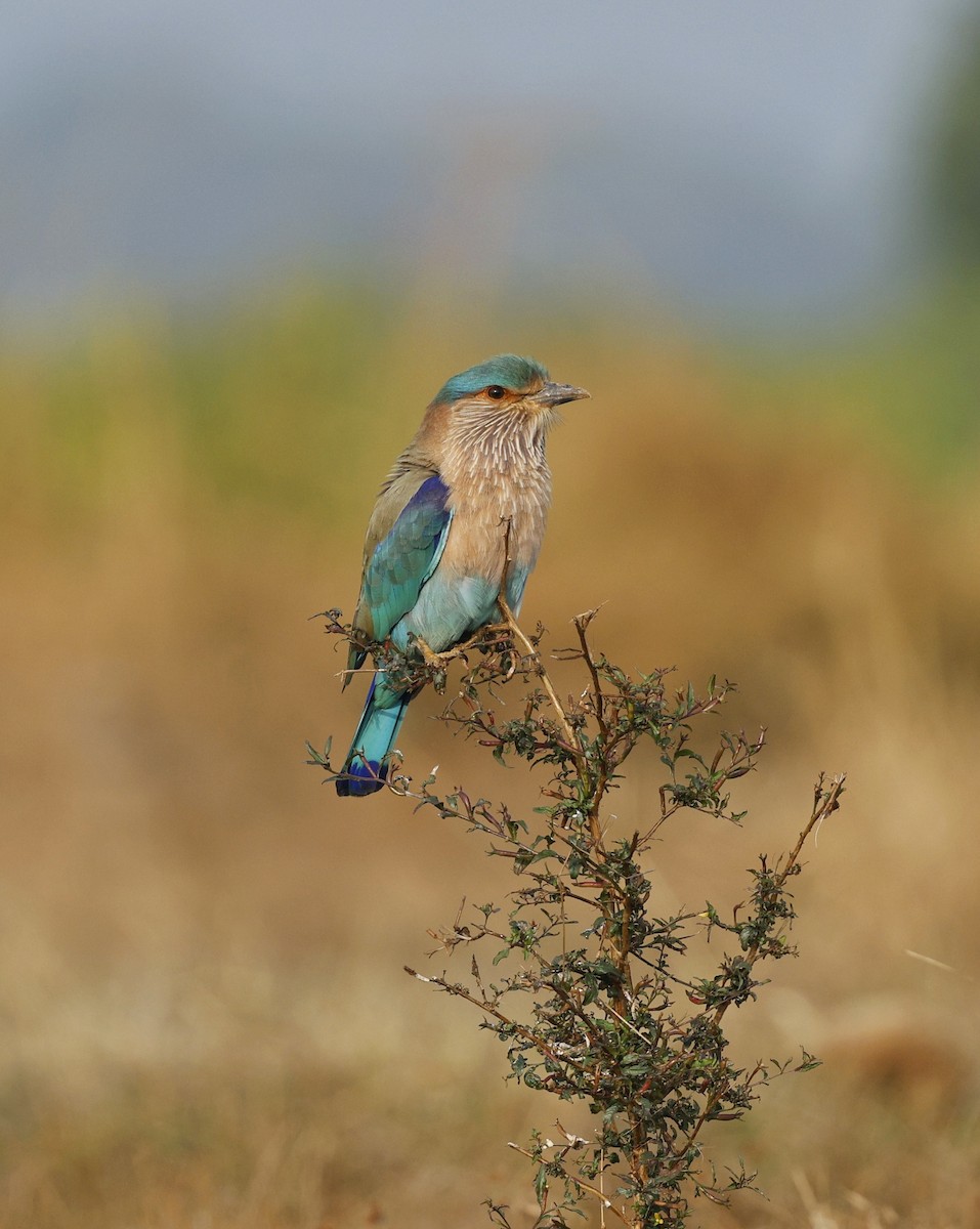 Indian Roller - ML647817503