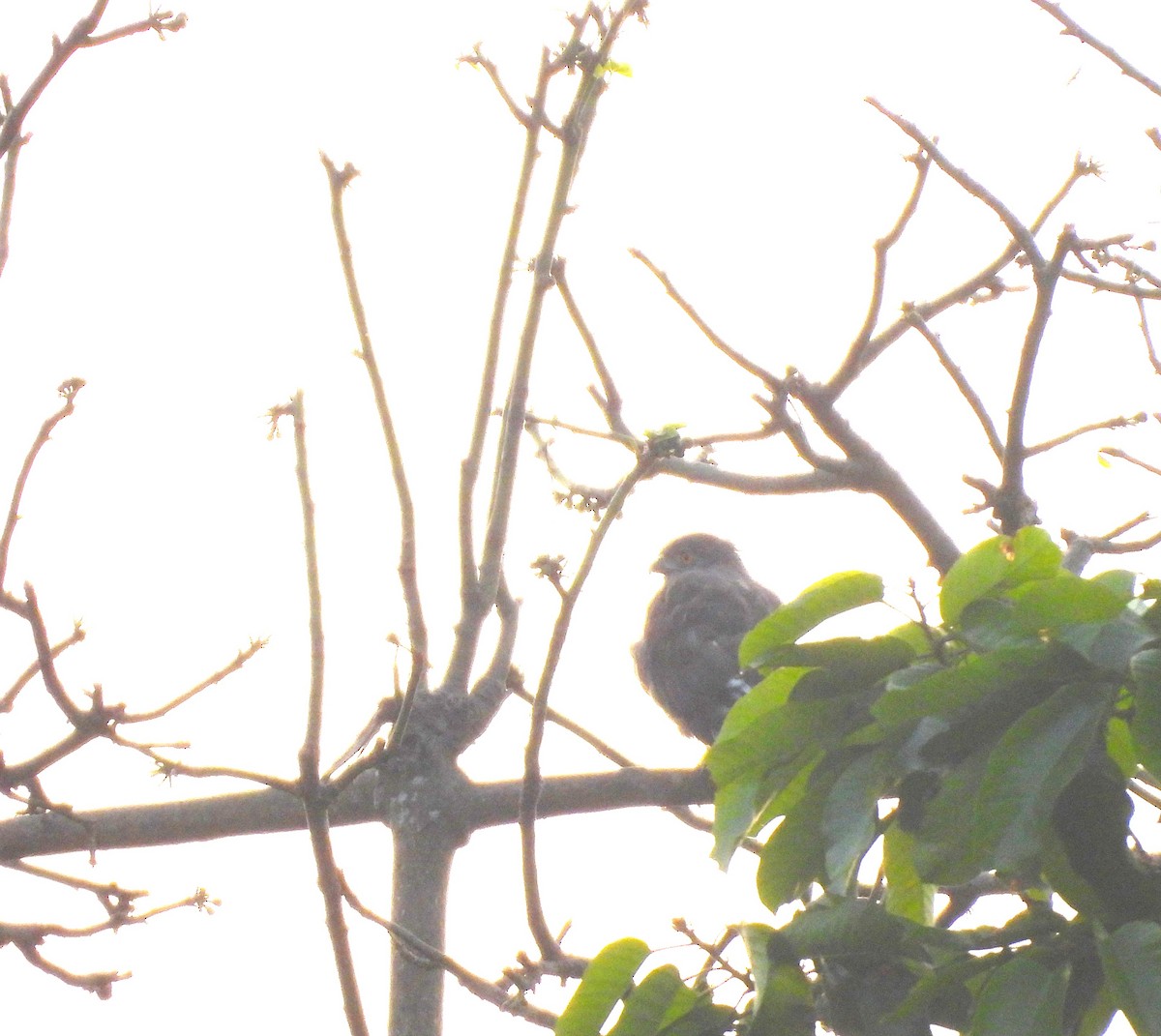Crested Goshawk - ML647817506
