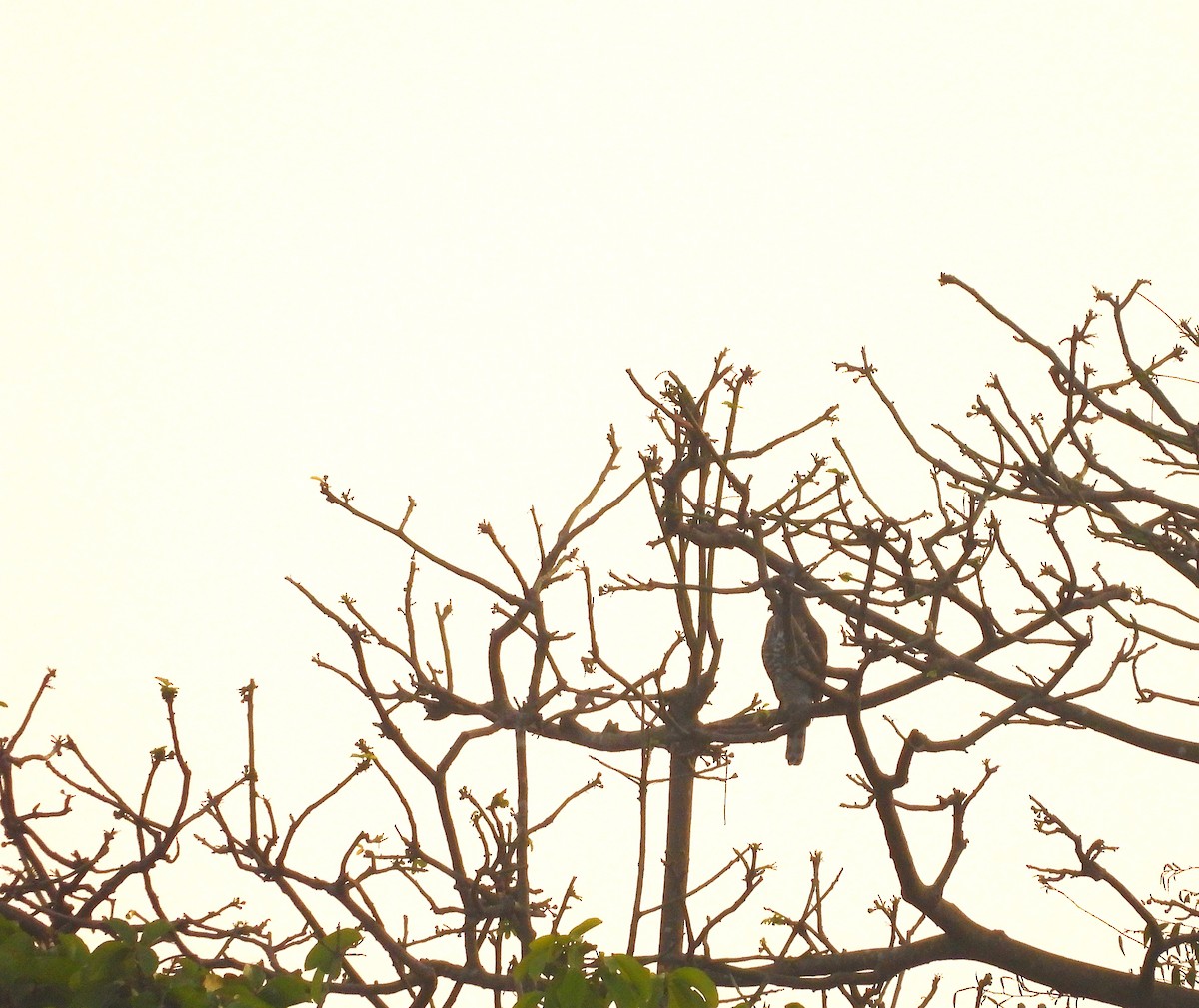 Crested Goshawk - ML647817508