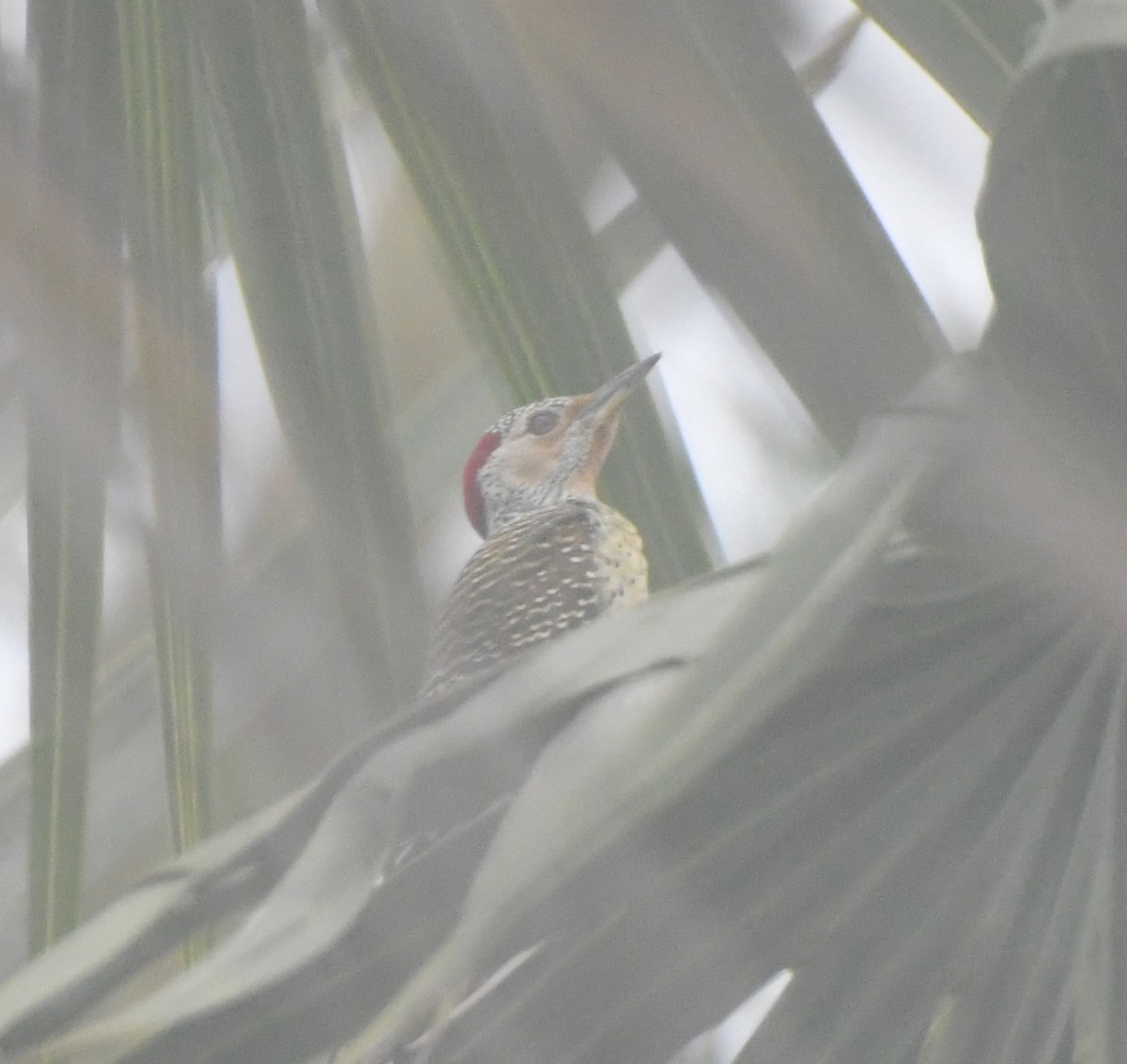 Speckle-throated Woodpecker - ML647817509